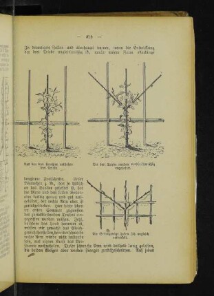 Aus den drei Knospen entstehen drei Triebe. Die drei Triebe werden vorschriftsmäßig angeheftet. Die Seitenzweige haben sich ungleich entwickelt.