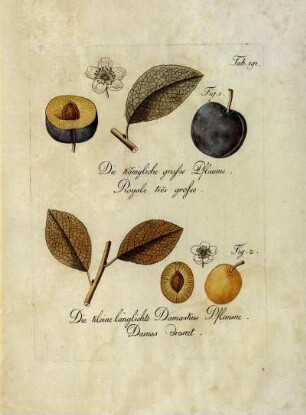 Tab. 191. Fig. 1. Die königliche grosse Pflaume [...] Fig. 2. Die kleine länglichte Damaskus Pflaume [...]
