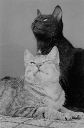 zwei Katzen