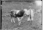Viehmarkt Sigmaringen (Gebiet heute Bauschatz); Bauer mit Stier