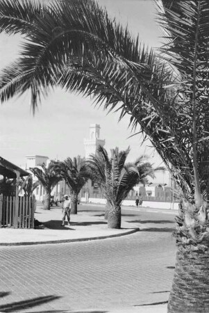 Reisefotos Marokko. Straßenbild mit Palmen (wahrscheinlich in Casablanca)