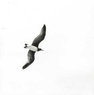 Möwe (Larus hemprichii iuv.) über dem Roten Meer. Ägypten (ehemalige Vereinigte Arabische Republik)
