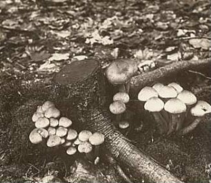 Rochlitzer Berg, Schwefelköpfe (Hypholoma, syn. Naematoloma)