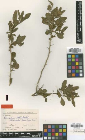 Dunalia steinbachii Sleumer [type]