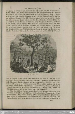 Kakao-Ernte
