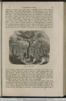 Kakao-Ernte