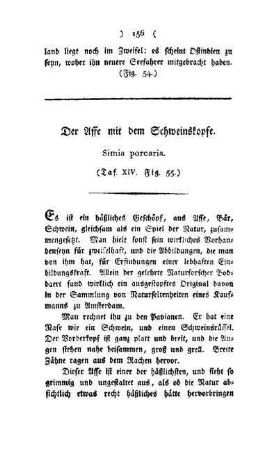 ¬Der¬ Affe mit dem Schweinekopf : Simia porcaria ; (Taf. XIV, Fig. 55)