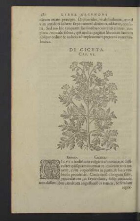 De cicuta. Cap. VI.