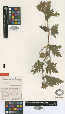 Blumenbachia hieronymi Urb. [isotype]
