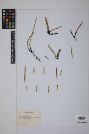 Equisetum hyemale hyemale L.