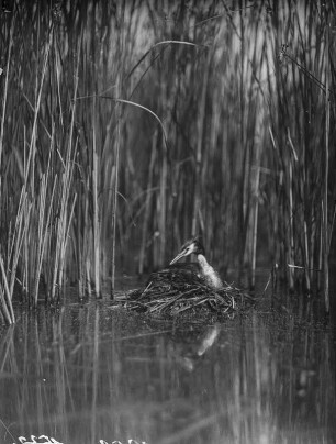 Haubentaucher : Haubentaucher (Podiceps cristatus Linnaeus) beim Brüten.