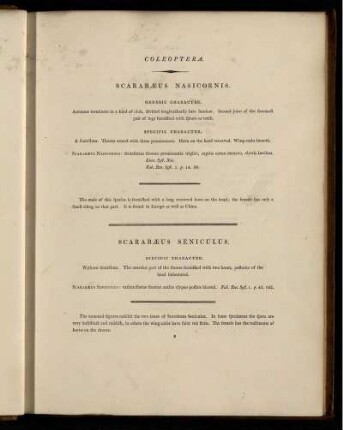 Coleoptera.