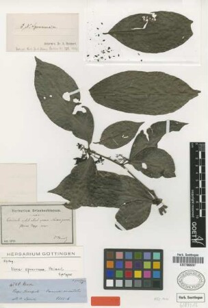 Neea spruceana Heimerl [syntype]