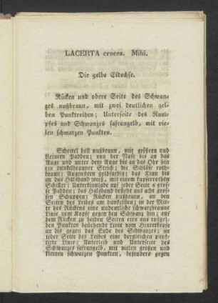 LACERTA crocea. Mihi. Die gelbe Eidechse.
