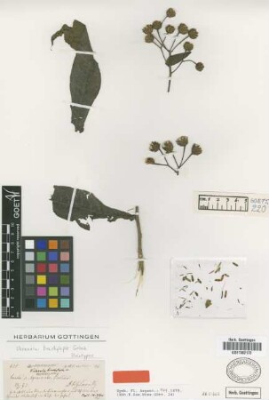 Vernonia brachylepis Griseb. [holotype]