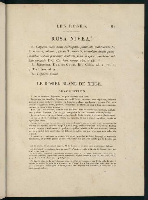 81-82, Rosa Nivea. Le Rosier Blanc de Neige.