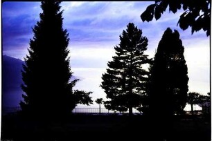 Caux: Blick über den Genfer See, Bäume im Park