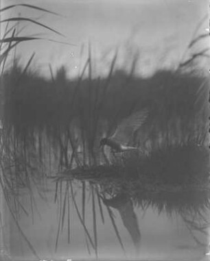 Trauerseeschwalbe : Trauerseeschwalbe (Childonias niger Linnaeus) fliegt vom Nest ab.