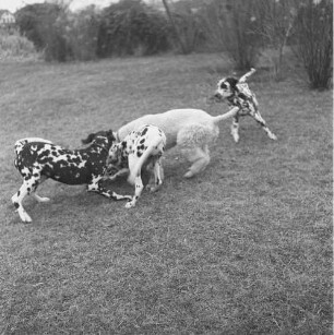 East Hampton, Hunde