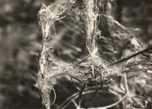 Gespinstmotte (Hyponomeuta cognatella). Nest mit Räupchen