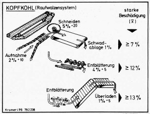 Kopfkohl Raufwalzensystem