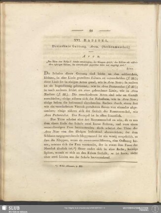 XVI. Kapitel. Dreizehnte Gattung. Arca. (Archenmuschel)