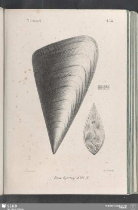 Pl. 334