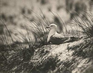Sturmmöwe (Larus canus L.), brütend (von der Seite). Amrum