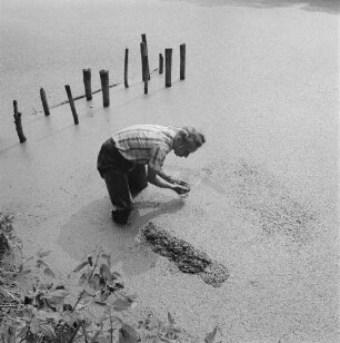 Binsen und Wasserlinsen. Mann in einem mit Wasserlinsen bedeckten Gewässer