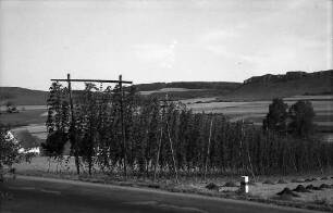 Bopfingen: Hopfenanbau im Ries
