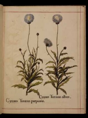 Cyanus Turcicus purpureus, Cyanus Turcicus albus