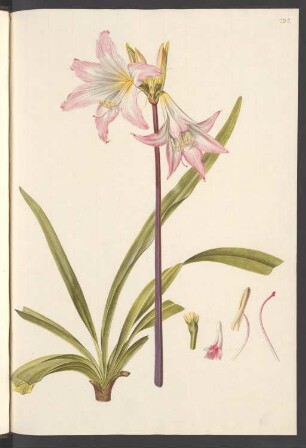 Amaryllis belladonna (Belladonnalilie), Blatt 232