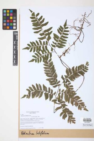 Adiantum latifolium Lam.