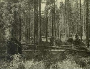 Thüringer Wald. Windwurf.