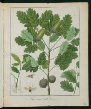 58r, Quercus infectoria
