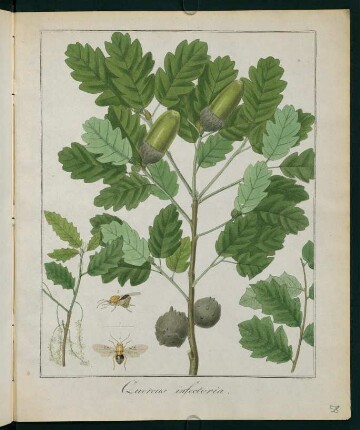 58r, Quercus infectoria