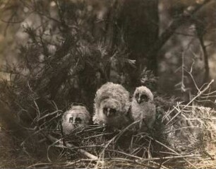 Waldohreule (Asio otus L.), etwa drei Wochen alte Junge im Horst
