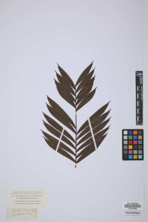 Bactris elegans Trail