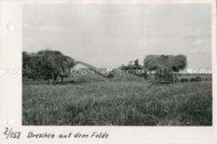 Neubauern bei der Getreideernte