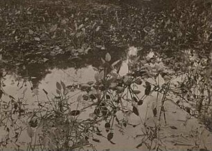 Gewöhnliche Froschlöffel (Alisma plantago-aquatica) i