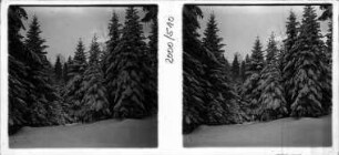 Winter im Schwarzwald