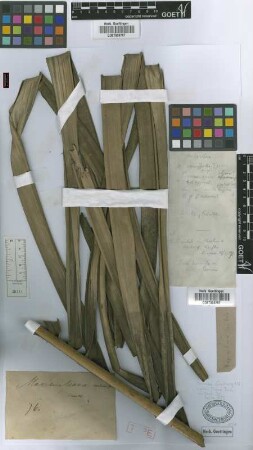 Maximiliana caribaea Griseb. & H.Wendl.