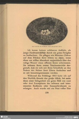 Nest und Eier der Knäkente, Anas querquedula, Linn.