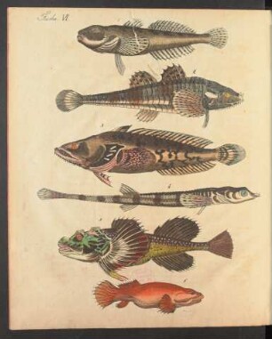 Tafel VI.: Fische.
