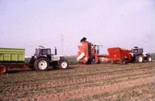 Fotografie: Ernteverfahren, Parallelverfahren, Zuckerrübe, Zuckerrübenköpfrodelader selbstfahrend