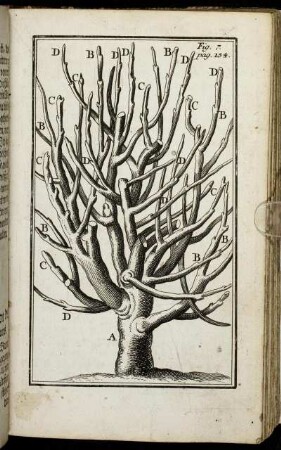 Fig. 7. pag. 154.