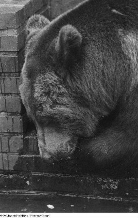 Ein Braunbär im Leipziger Zoo