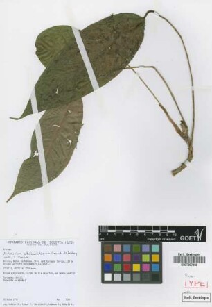 Anthurium ottobuchtienii Croat & Acebey [paratype]