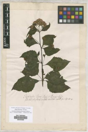 Eupatorium
