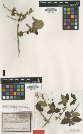 Tricalysia djurensis Schweinf. ex Hiern [isolectotype]